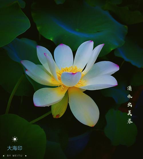 清水出芙蓉天然去雕饰赞美的是-清水出芙蓉天然去雕饰赞美的是谁